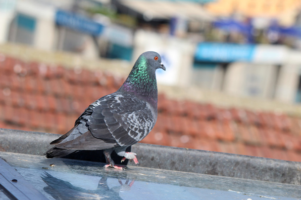 paloma macho de pie sobre tejas en un día de primavera, en busca de un compañero
 - Foto, imagen
