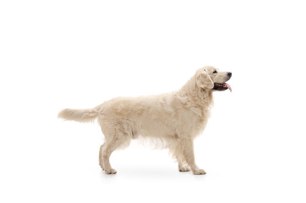 Labrador retriever dog - Φωτογραφία, εικόνα