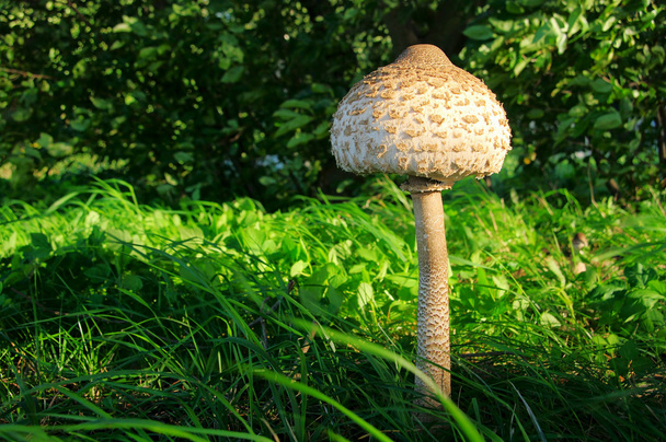 Parasol mushroom 11 - Photo, Image