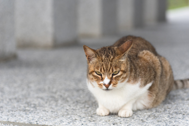 Домашньої кішки таббі
 - Фото, зображення