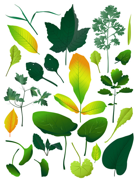 Blätter - Vektor, Bild