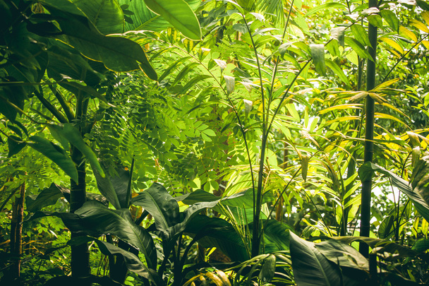 Tropical vegetation with green plants and trees - Foto, Imagen
