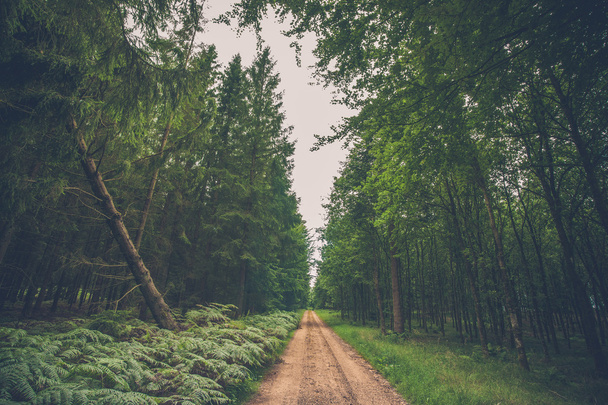 Leśna droga z paproci - Zdjęcie, obraz