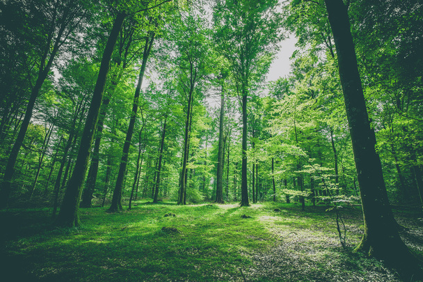 Зелені дерева в лісі навесні
 - Фото, зображення