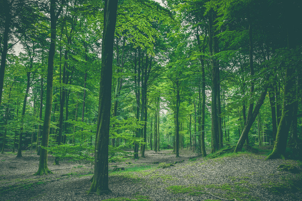 Paisaje de bosque verde con hojas verdes
 - Foto, Imagen
