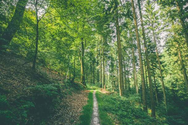 Pequeño sendero forestal en un bosque verde
 - Foto, Imagen