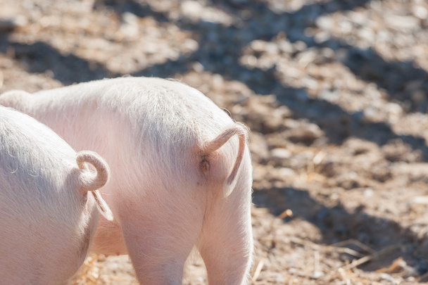 Schweineschwänze auf rosa Ferkeln - Foto, Bild