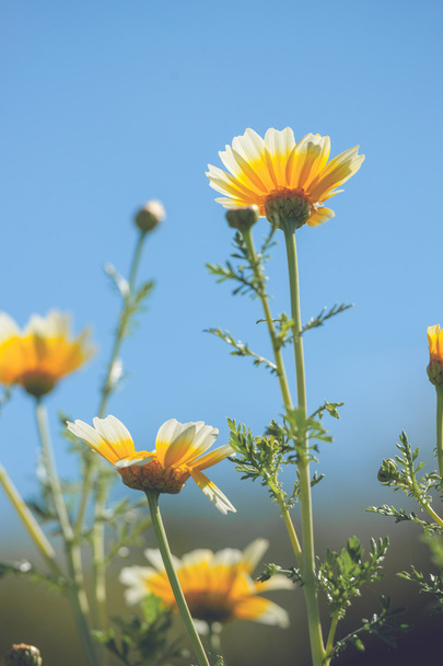 Magas marguerite virágok a nyár - Fotó, kép