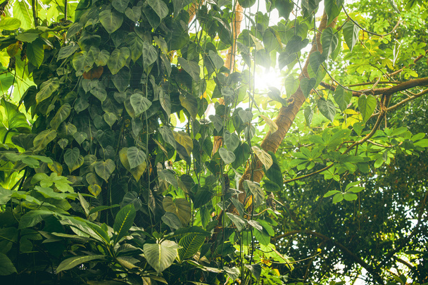 Selva tropical con vegetación verde
 - Foto, Imagen