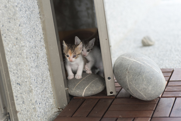 bebê gato passeio
  - Foto, Imagem