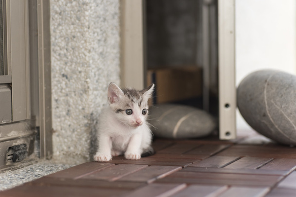 bebê gato passeio
  - Foto, Imagem