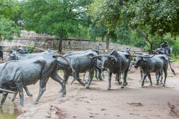 Sculpture de bétail en Dallas
 - Photo, image