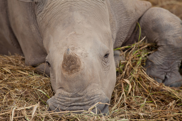 Rhino durmiendo
 - Foto, imagen