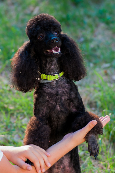 human hand and a black poodle - Photo, Image