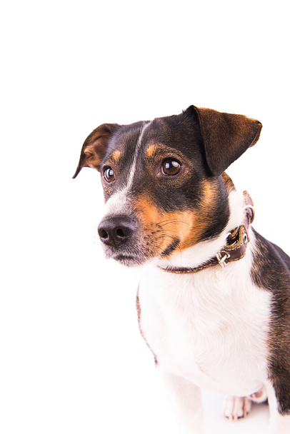 Beyaz arka planda Jack Russell Terrier - Fotoğraf, Görsel
