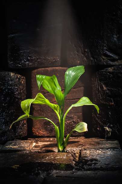 Planta verde creciendo a través del suelo muerto
 - Foto, imagen