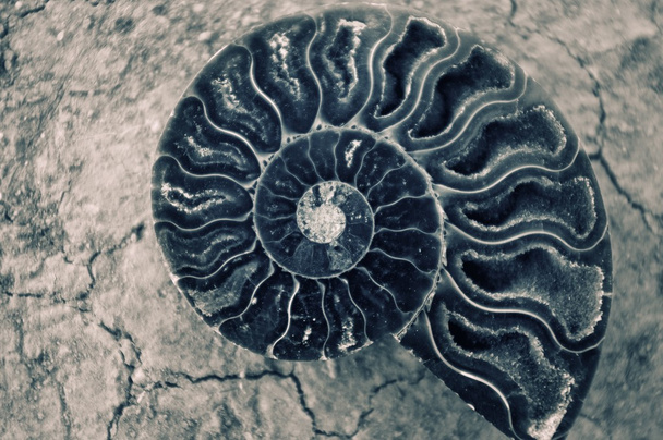 アンティークのカタツムリの殻の背景 - 写真・画像