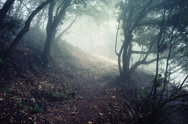Camino a través del bosque en las montañas
 - Foto, imagen
