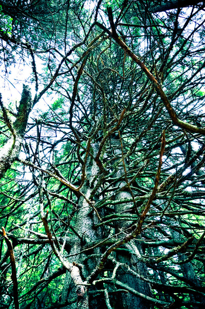 Pitkä puu Karpaattien vuorilla
 - Valokuva, kuva