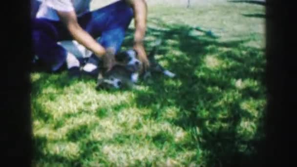 puppies playing in yard while person referees - Séquence, vidéo