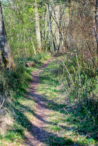 sendero turístico soleado en el bosque en otoño
 - Foto, Imagen