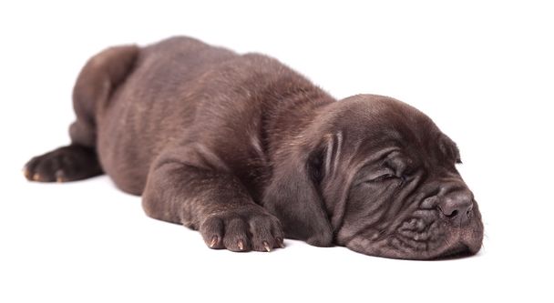 Dormire giovane cucciolo italiano mastiff cane corso (1 mese
)  - Foto, immagini