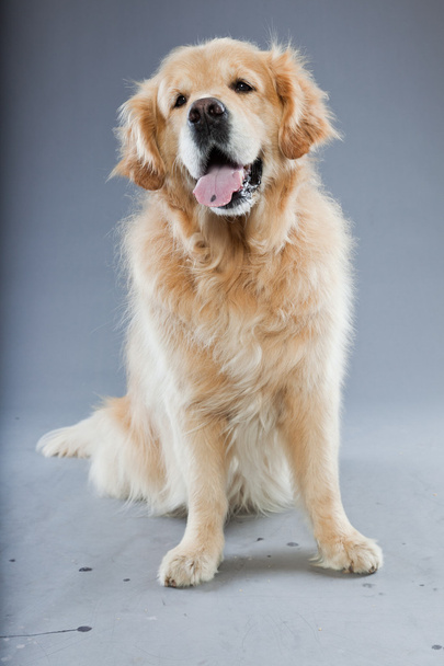 Old golden retriever dog isolated on grey background. Studio shot. - Foto, Imagen