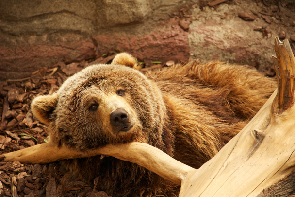 Medvěd hnědý - Fotografie, Obrázek