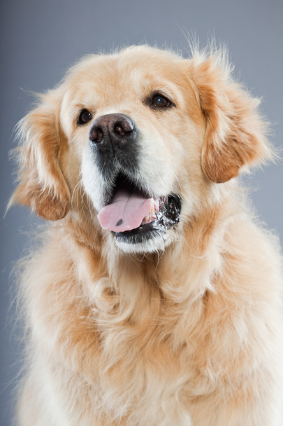 Old golden retriever dog isolated on grey background. Studio shot. - Фото, изображение