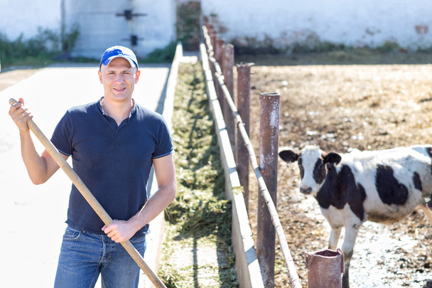 uomo agricoltore che lavora in azienda con vacche da latte
 - Foto, immagini