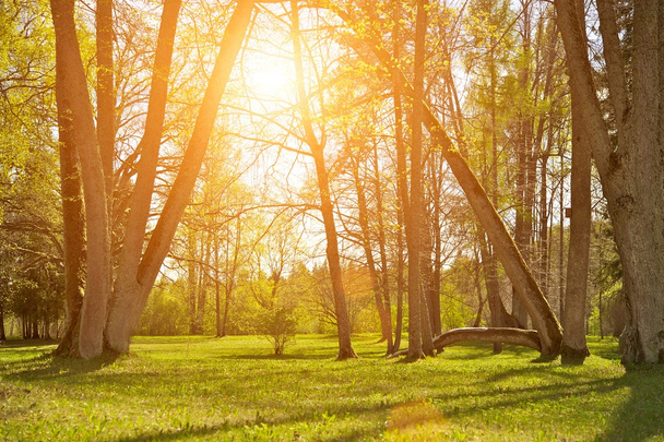 Gyönyörű erdei, egy napsütéses napon - Fotó, kép