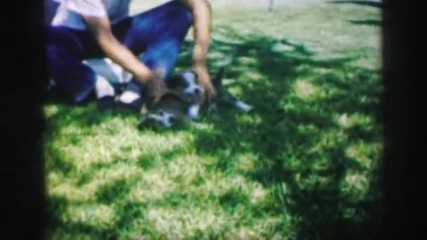 puppies playing in yard while person referees - Séquence, vidéo