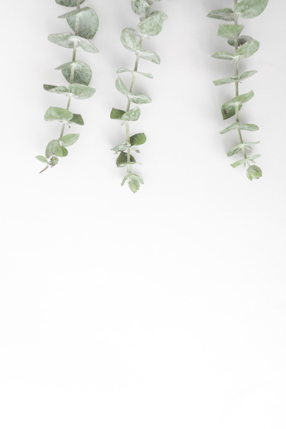 Eucalyptus on white background - Photo, Image