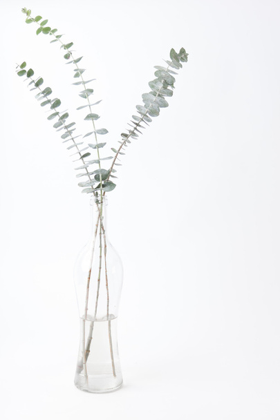 Eukalyptus auf weißem Hintergrund - Foto, Bild