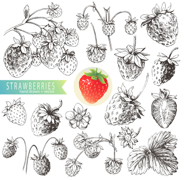 Erdbeeren. - Vektor, Bild