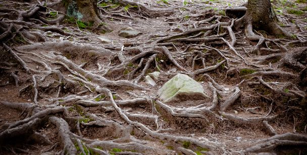 Корни дерева и мох на земле
 - Фото, изображение