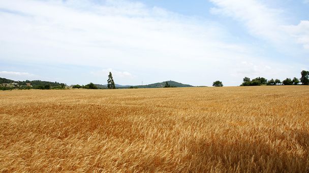 Picchi di grano in un campo
 - Foto, immagini