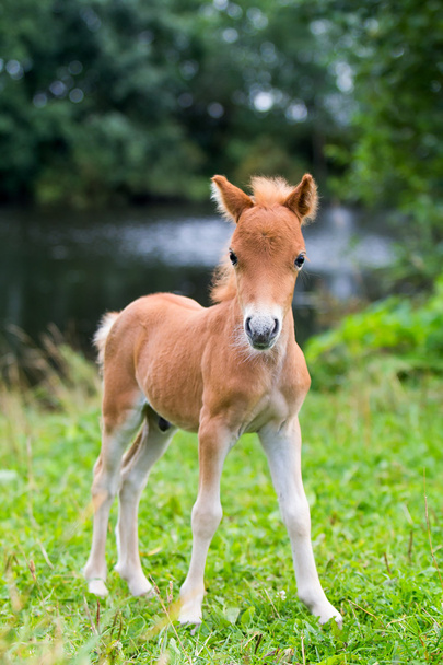 Mini cheval Falabella
 - Photo, image