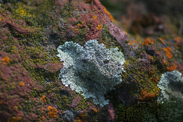 pierre rouge avec lichen et mousse
 - Photo, image