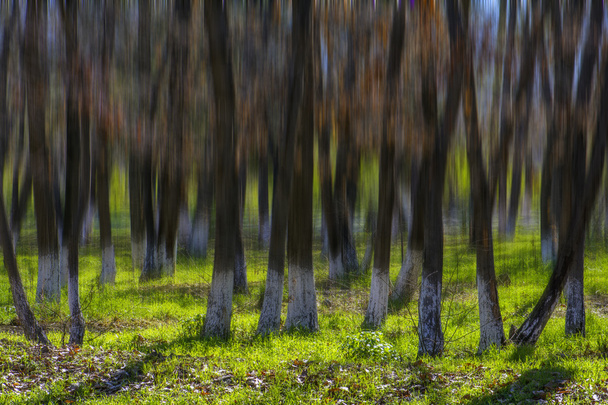 imagen abstracta de los árboles en un día soleado sobre hierba verde
 - Foto, imagen
