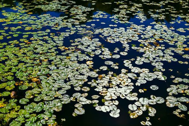 schöner Wasserhintergrund mit Blättern und Blüten von Seerosen. Stadtsee mit weißen Lilien - Foto, Bild