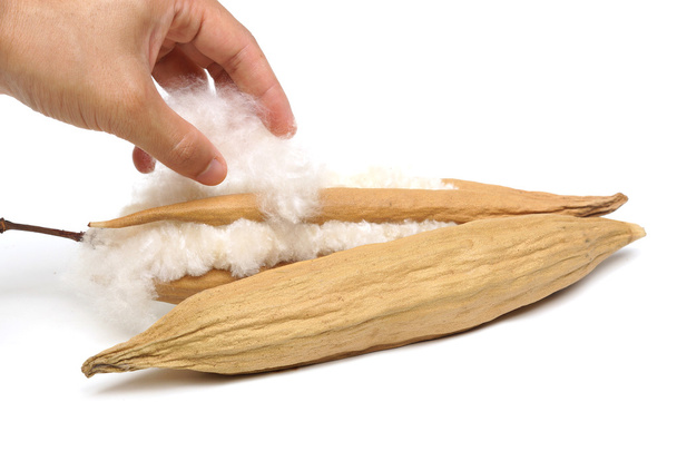 graines de kapok avec fibre blanche
 - Photo, image