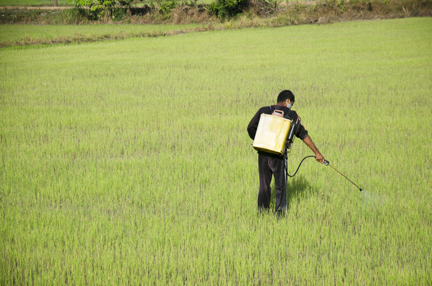 Viljelijä ruiskuttamalla kemikaalia rikkakasvien torjunta paddy- tai riisipellolla
 - Valokuva, kuva