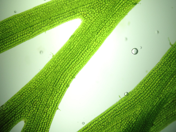 zoom microorganism algae - Foto, immagini