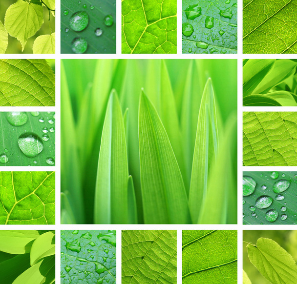 Collage vert
 - Photo, image