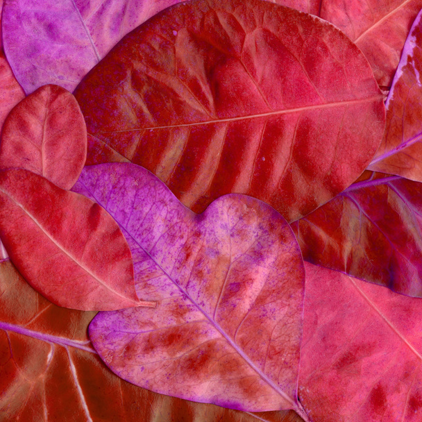 fallen leaves - Photo, Image