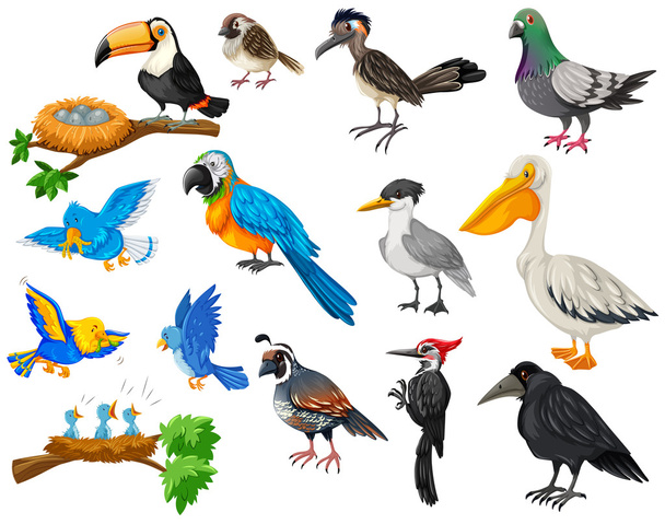 Különböző típusú madarak set - Vektor, kép