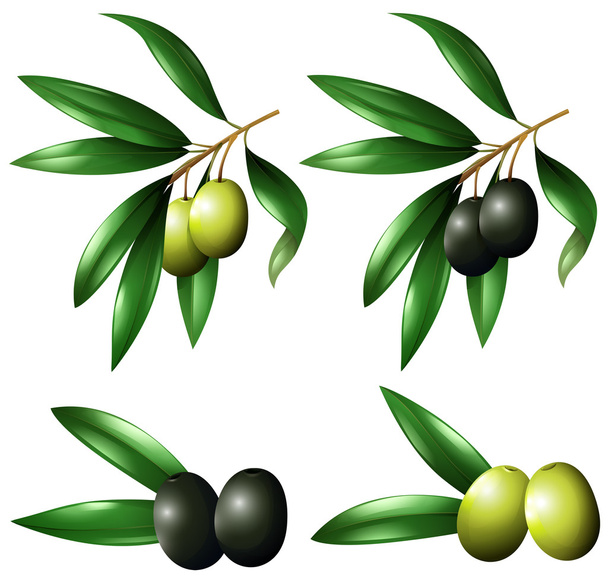 Green and black olives on branch - Vektor, kép