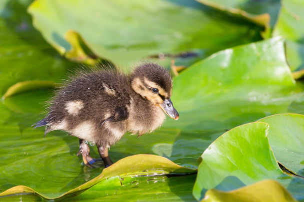 Brown duckling walking on water lily leaves - Photo, Image