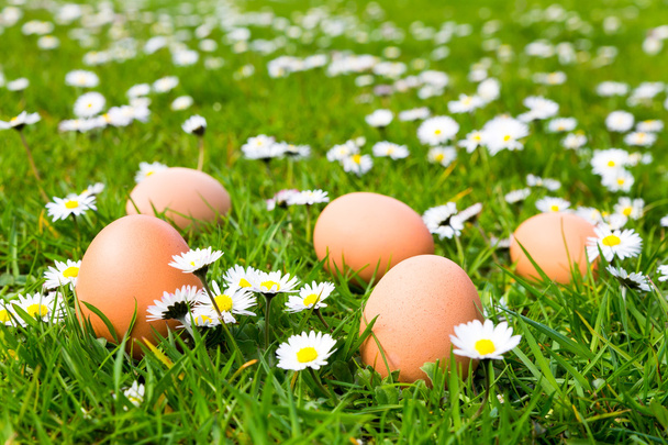 Huevos de pollo en la hierba con margaritas
 - Foto, imagen